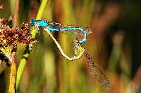 dragonflies