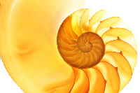 nautilus